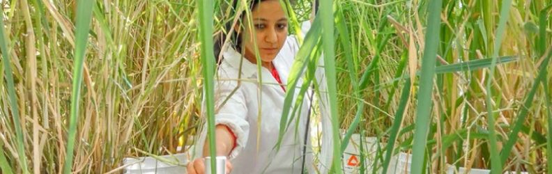 Picture of researcher with test equipment among plants doing testing
